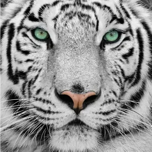 Bestseller Art Print Witte Tijger TIG-013